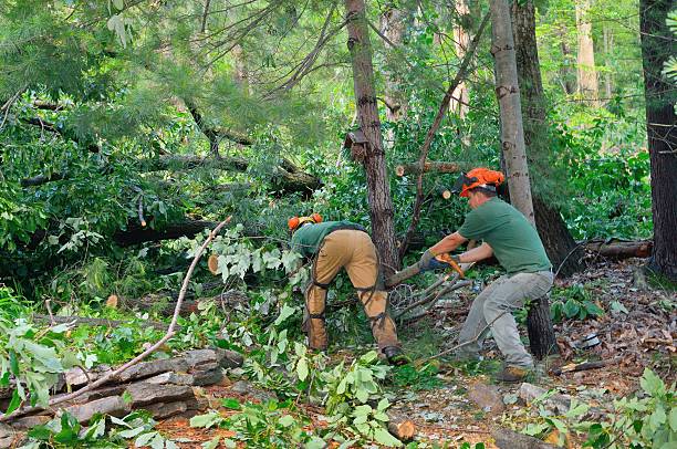 Tree Care Services